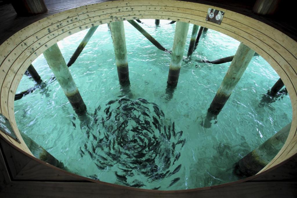 センタラ ラス フシ リゾート アンド スパ モルディブ Centara Ras Fushi Resort & Spa Maldives 画像23