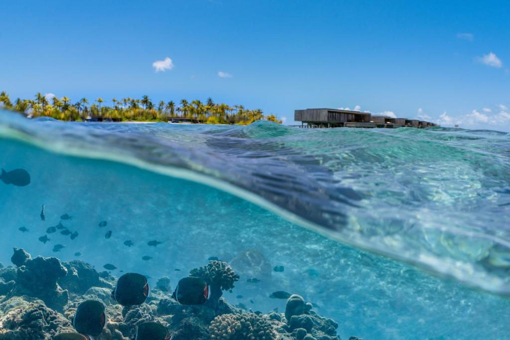 パティナ モルディブ ファリ アイランズ Patina Maldives Fari Islands 画像20