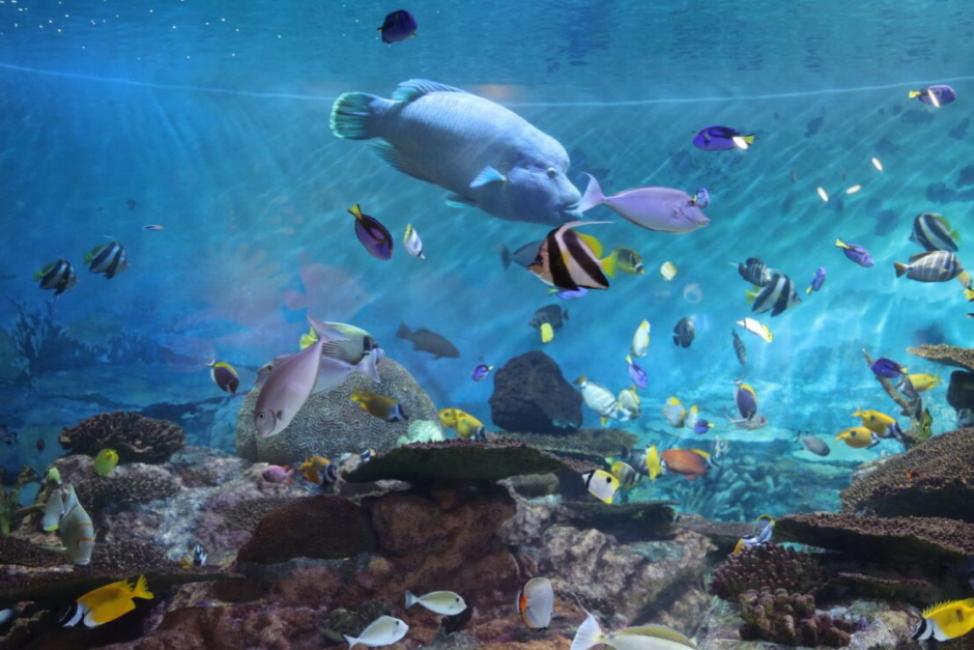 COEXアクアリウム
